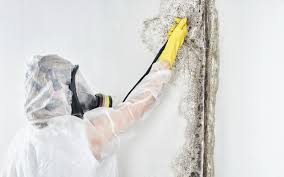 Azalea Park, FL Mold Removal & Remediation Company